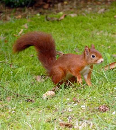 Sciurus vulgaris