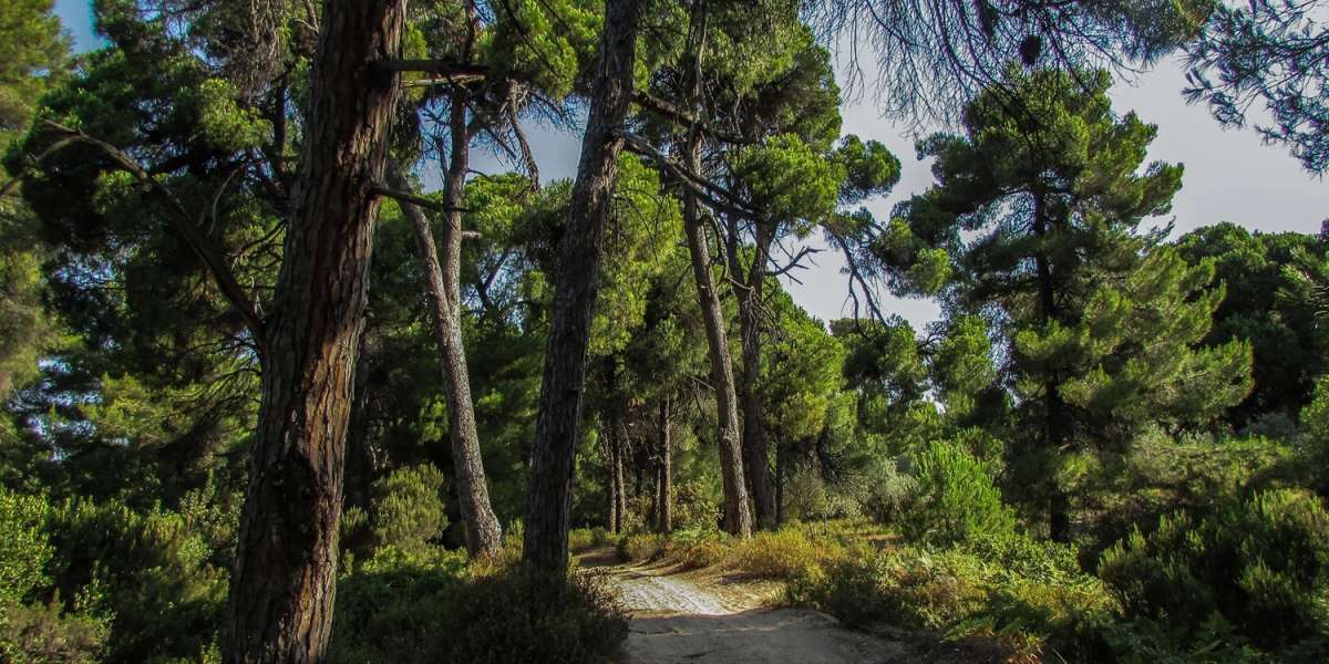 Aesthetic Forest of Mandraki, Skiathos, Greek isle