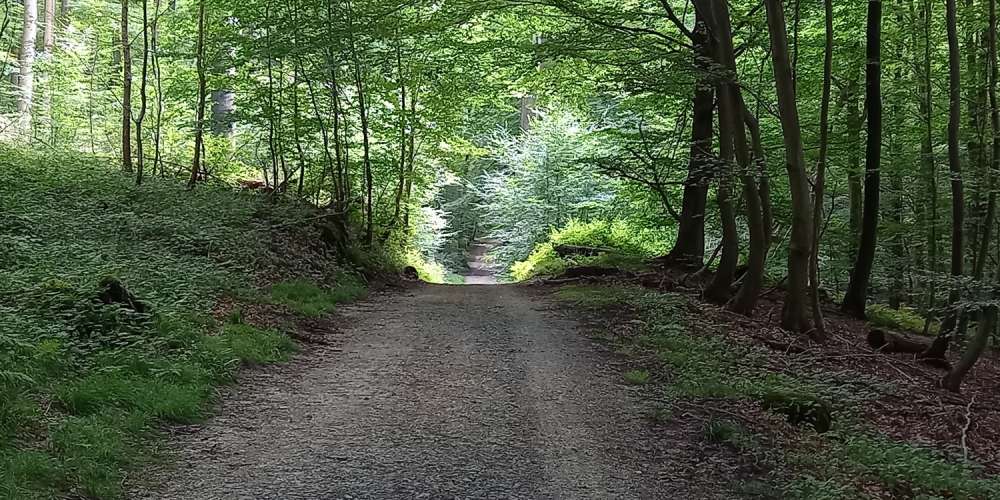 The Sonian Forest, Brussels Be, and its fauna