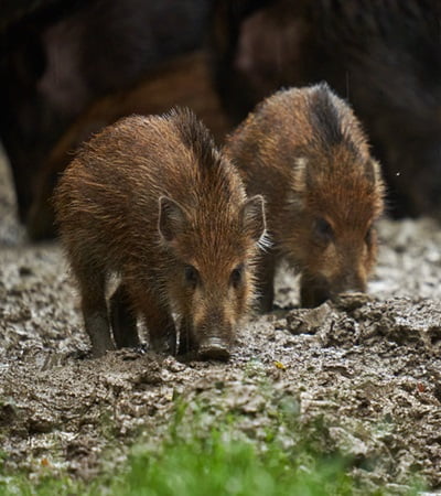 Wild hogs (feral pigs) in rain