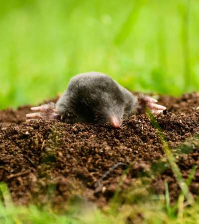 The Sonian Forest - Mole (Talpa europaea)