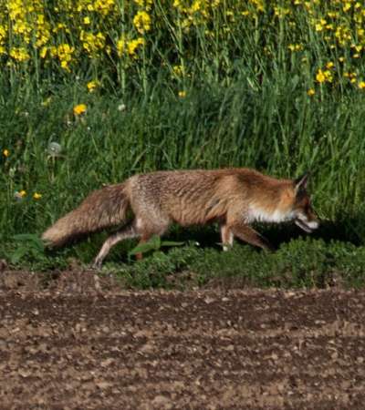 The Sonian Forest - Vulpes vulpes