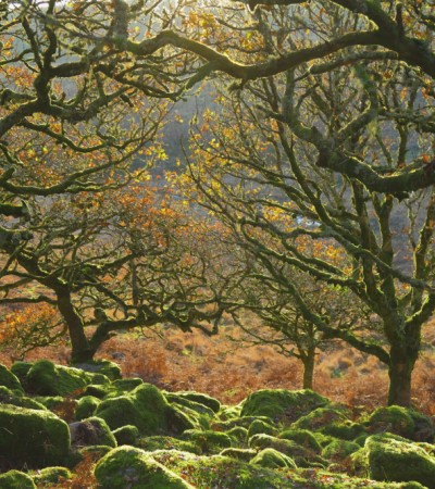 Dartmoor forest