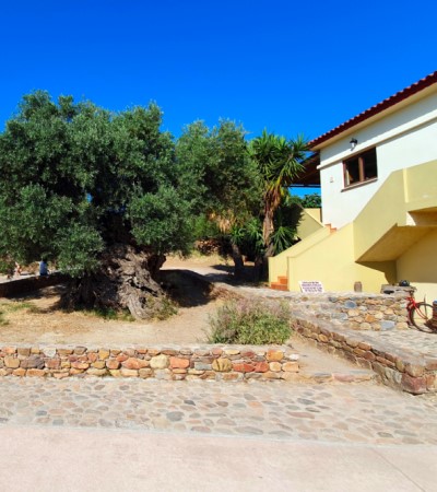 130 Greek villas - Crete's eldest olive tree