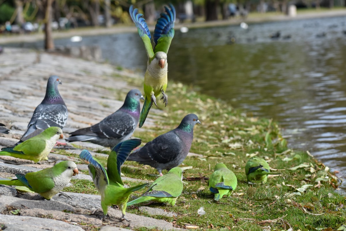 3 pigeons between Myiopsitta monachus