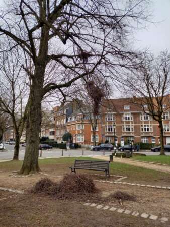 Restants monk parakeet nest, place Guy d'Arezzo, 1180 Ukkel/Uccle (Brussels) Belgium