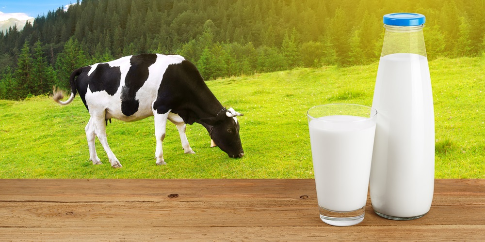 Calculation of the milk equivalent