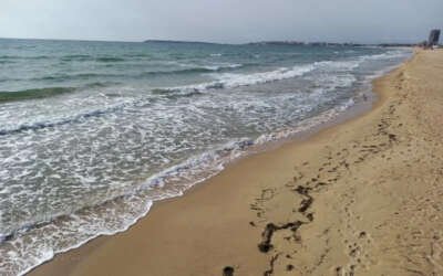 How to avoid that you lose your pet on holidays or when you move?