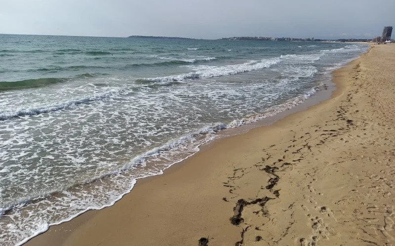 How to avoid that you lose your pet on holidays or when you move?