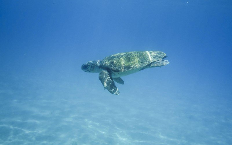 Zante Sea Turtle